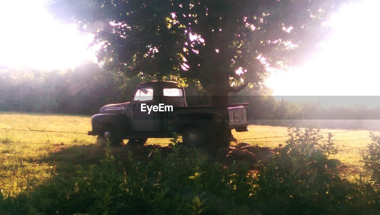 TREES ON GRASSY FIELD