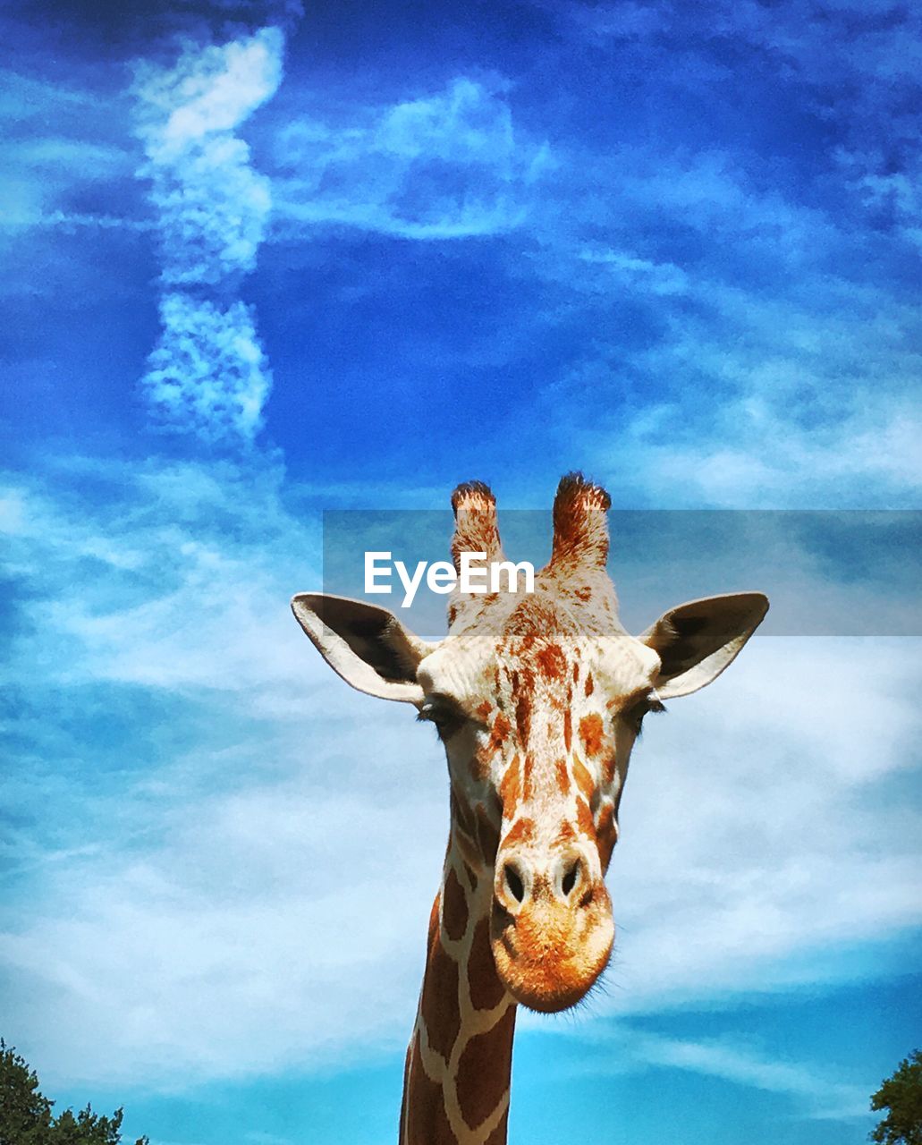 CLOSE-UP PORTRAIT OF GIRAFFE AGAINST BLUE SKY