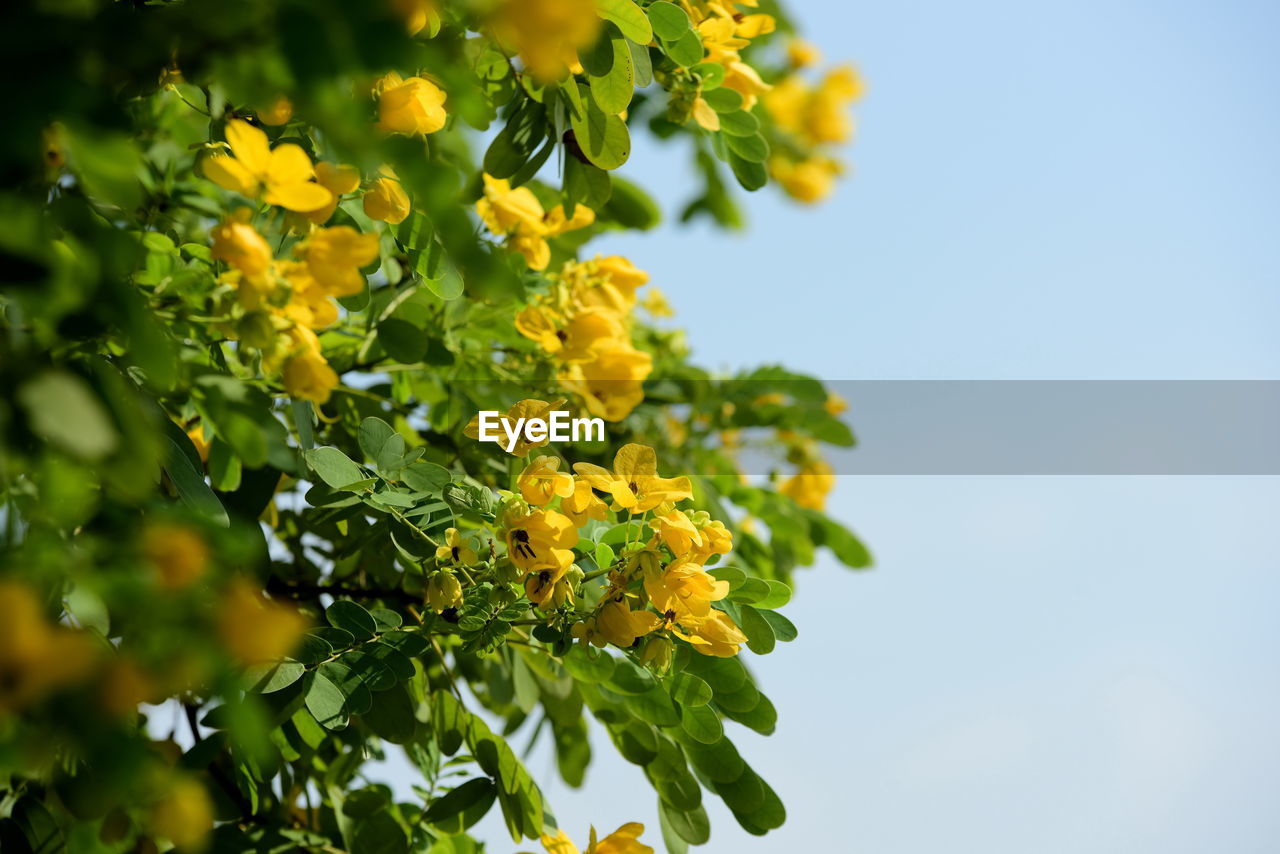 Close-up of yellow flowering plant against sky