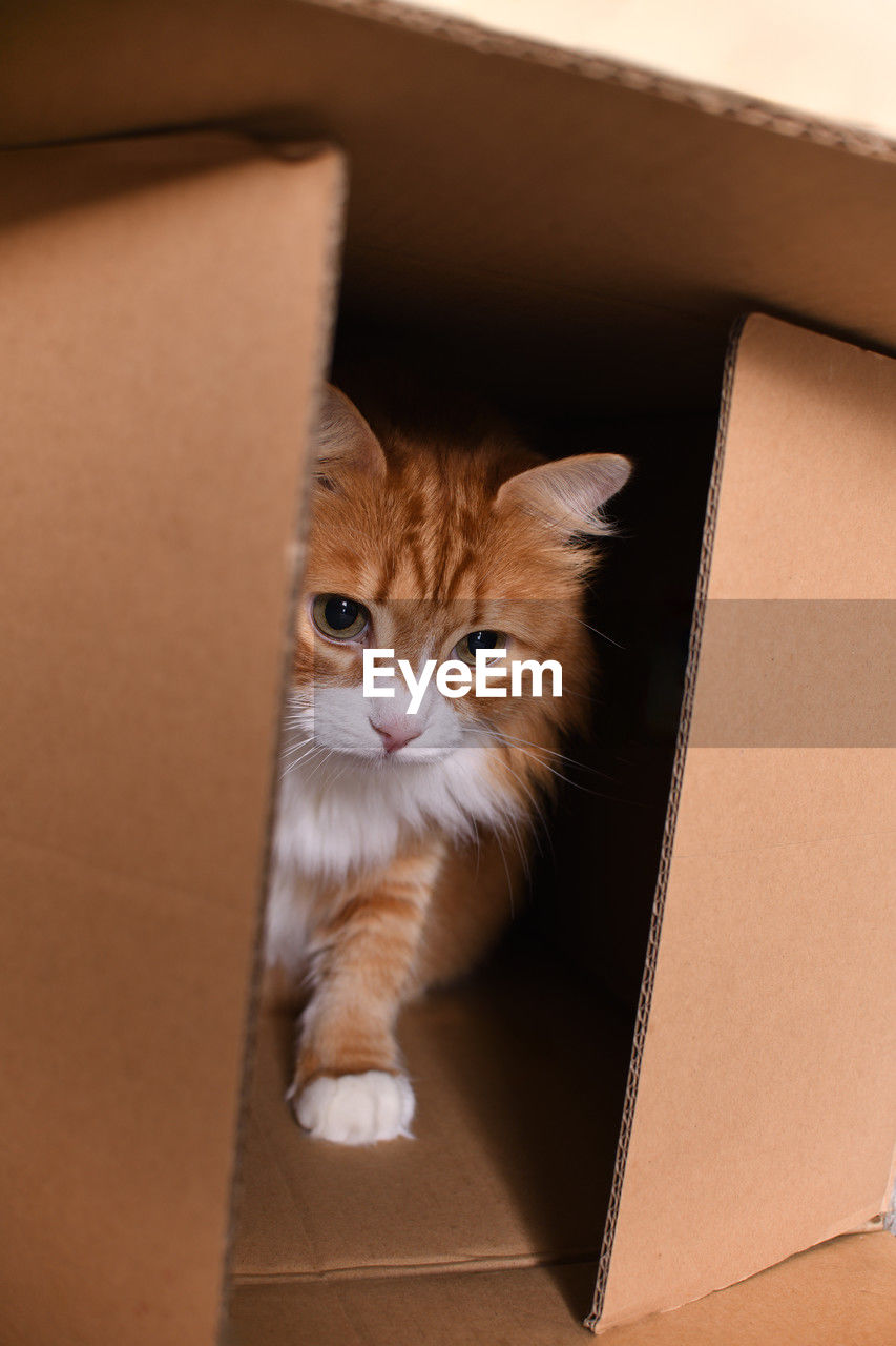 cardboard box, cardboard, box, cat, animal, animal themes, pet, mammal, domestic animals, domestic cat, one animal, feline, container, moving house, indoors, portrait, kitten, whiskers, looking at camera, no people, brown, crate, carnivore, small to medium-sized cats, felidae, carton, cute, young animal, relocation, curiosity, paper, packing