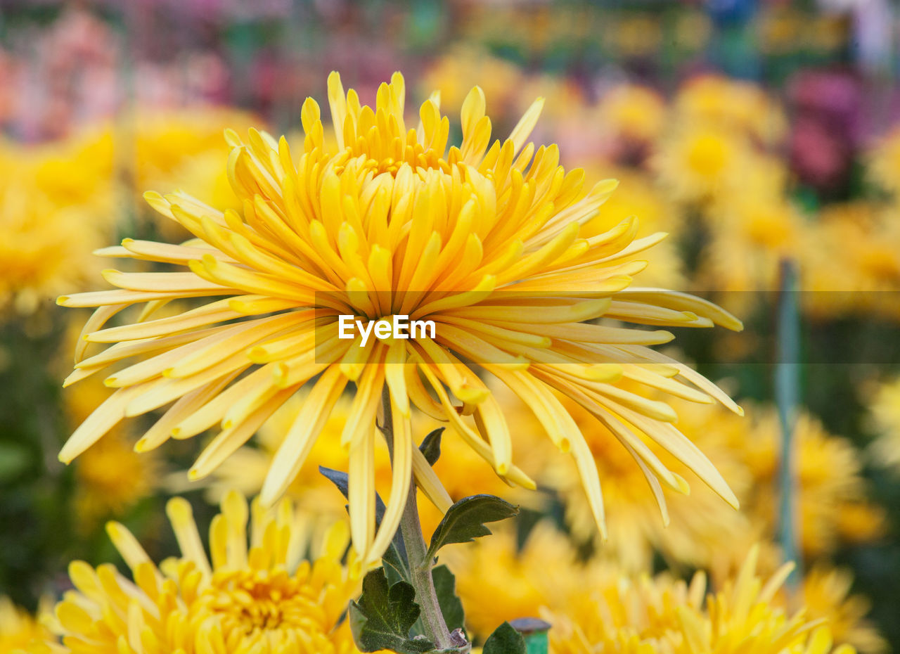 CLOSE-UP OF FRESH YELLOW FLOWERS BLOOMING IN PARK