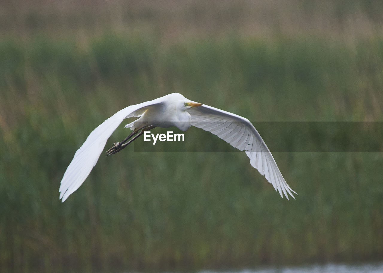 animal themes, animal wildlife, animal, bird, wildlife, flying, one animal, spread wings, beak, animal body part, heron, no people, nature, wing, mid-air, water, animal wing, outdoors, focus on foreground, full length, motion, day