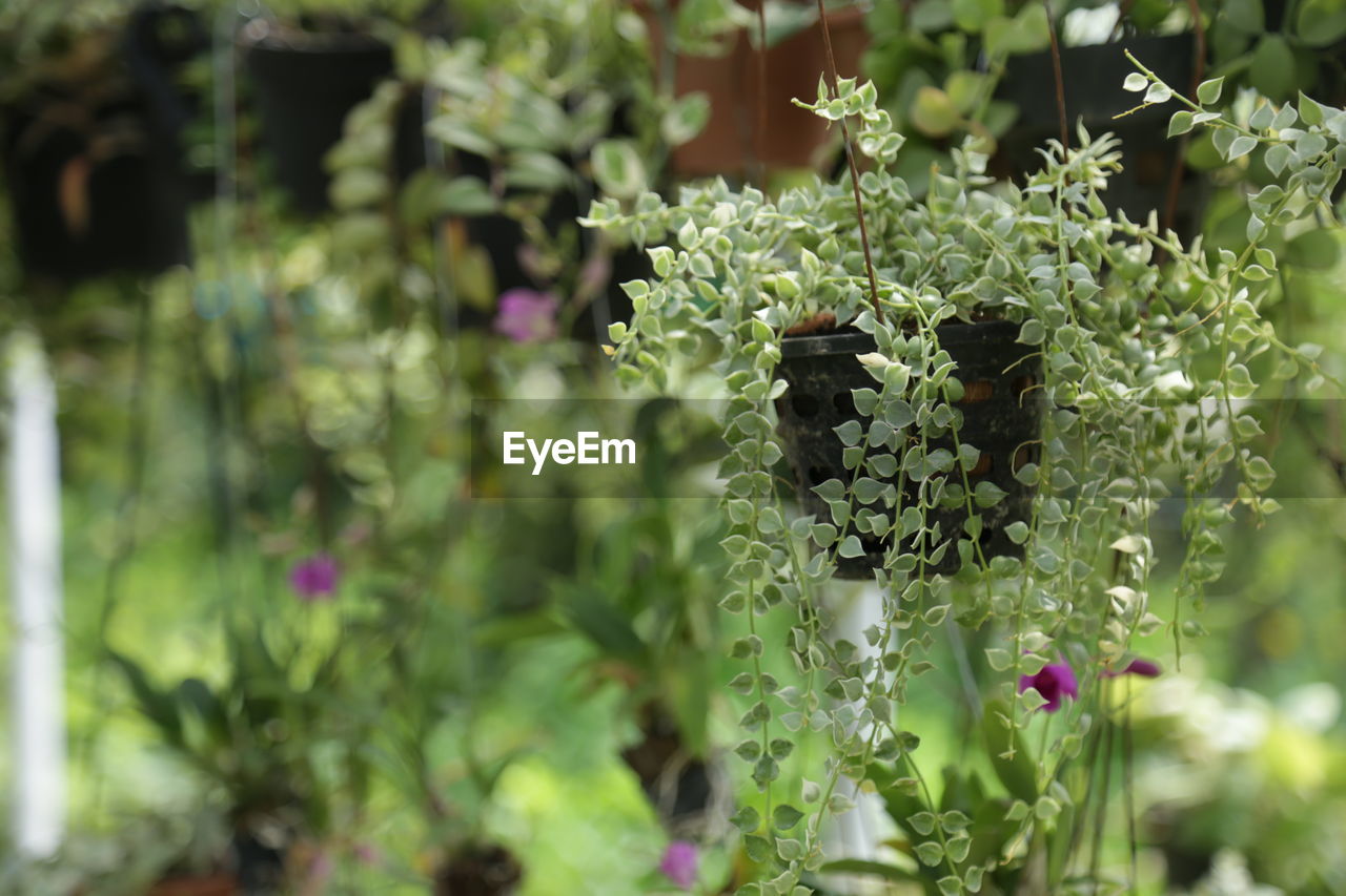 Close-up of flowering plant in back yard