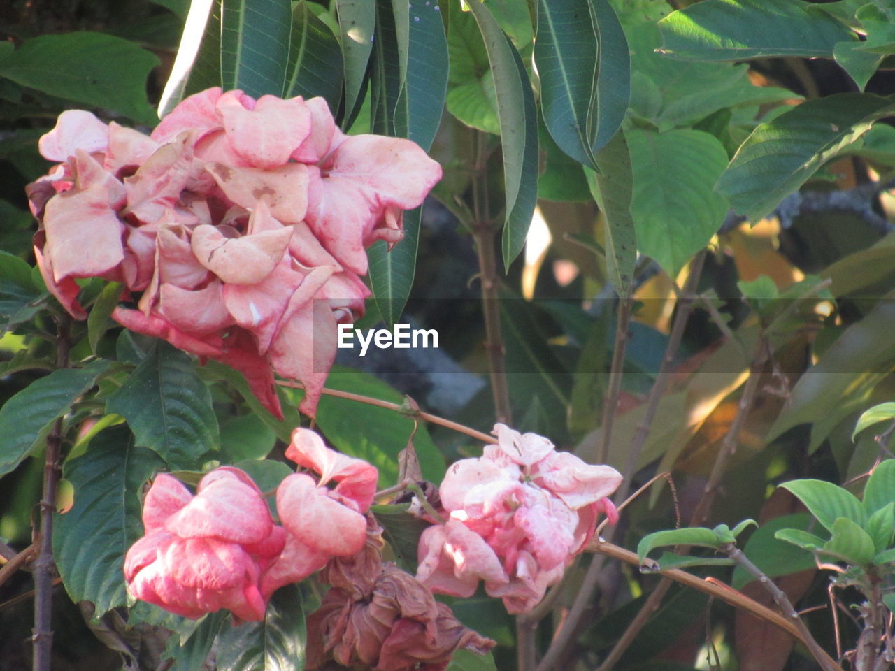 CLOSE-UP OF PINK FLOWERS