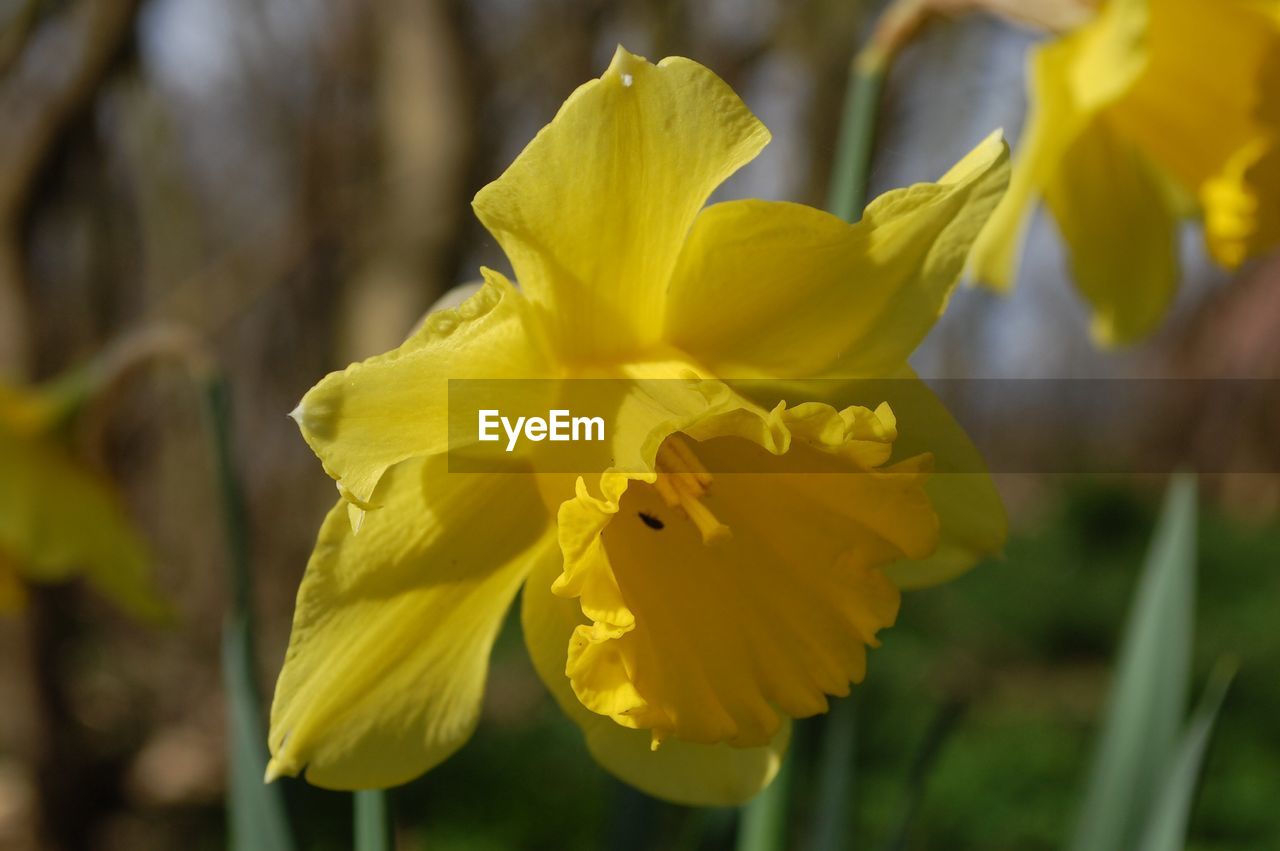 CLOSE-UP OF DAFFODIL