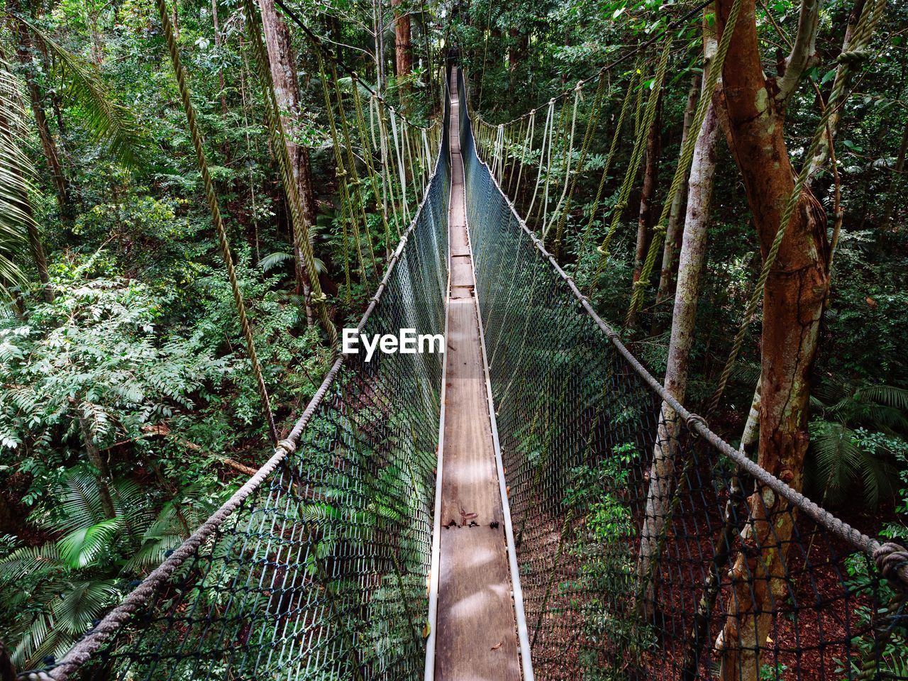Canopy walk in taman negara national park, malaysia