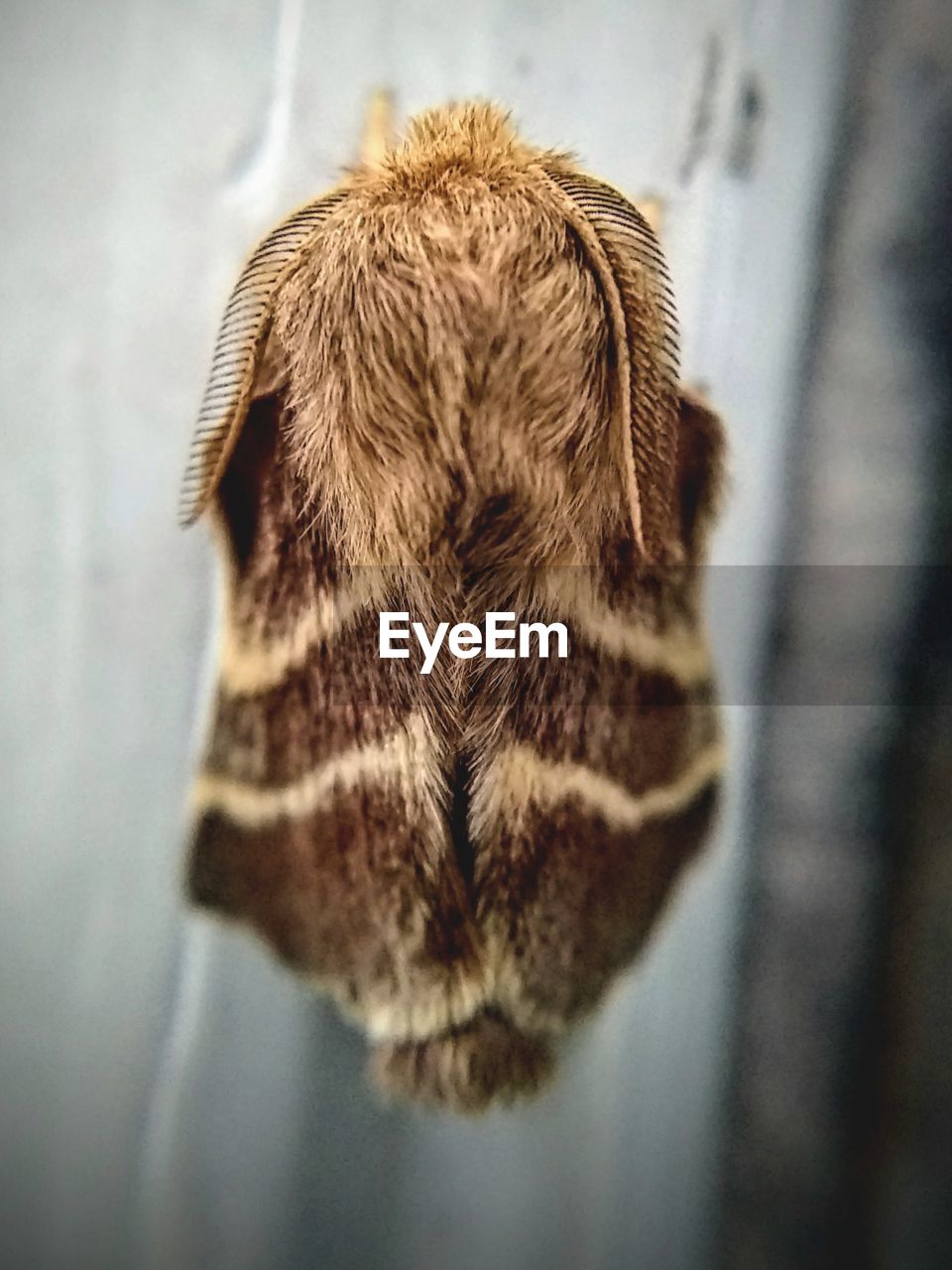 CLOSE-UP OF A CAT LOOKING AWAY