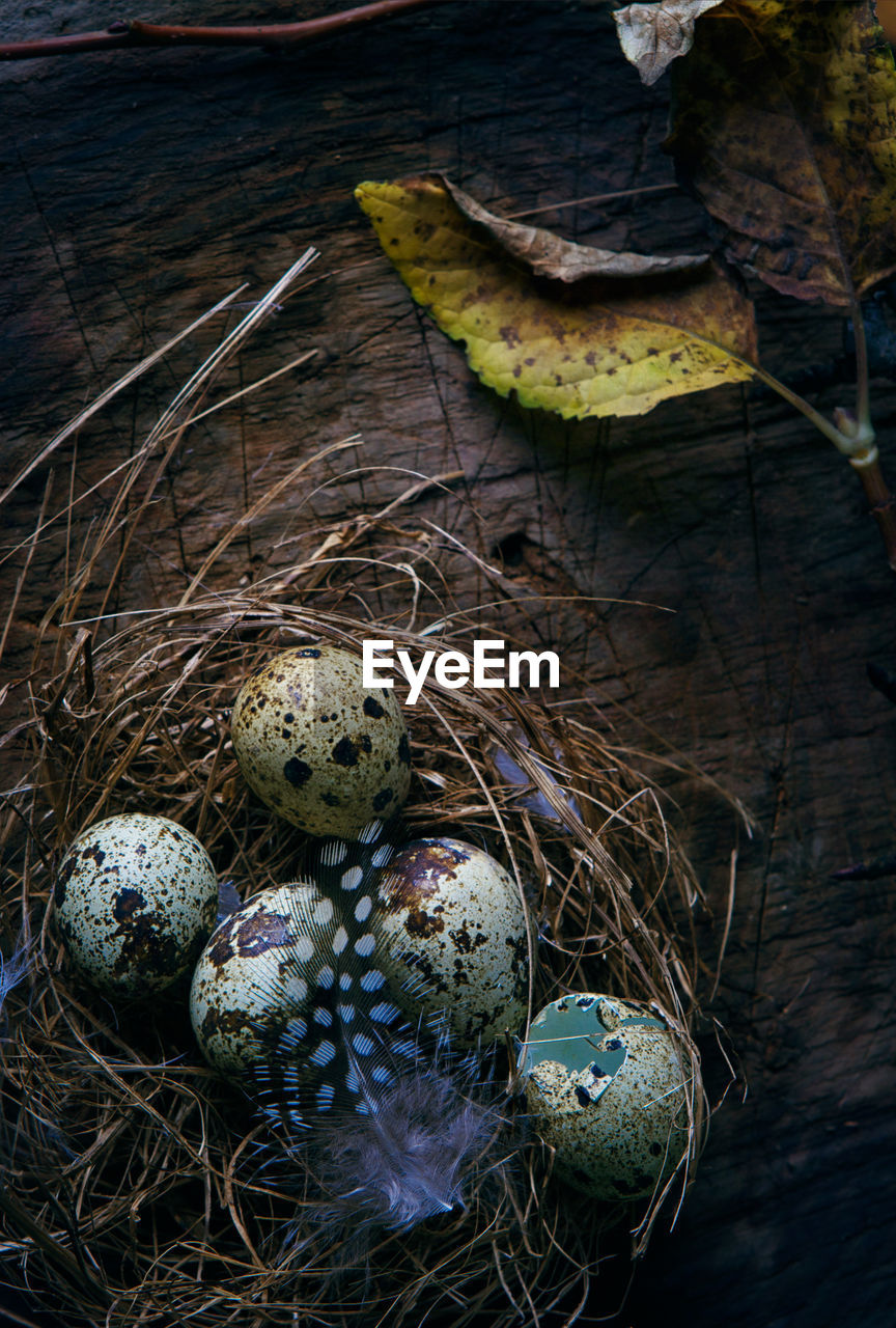 High angle view of bird eggs in nest