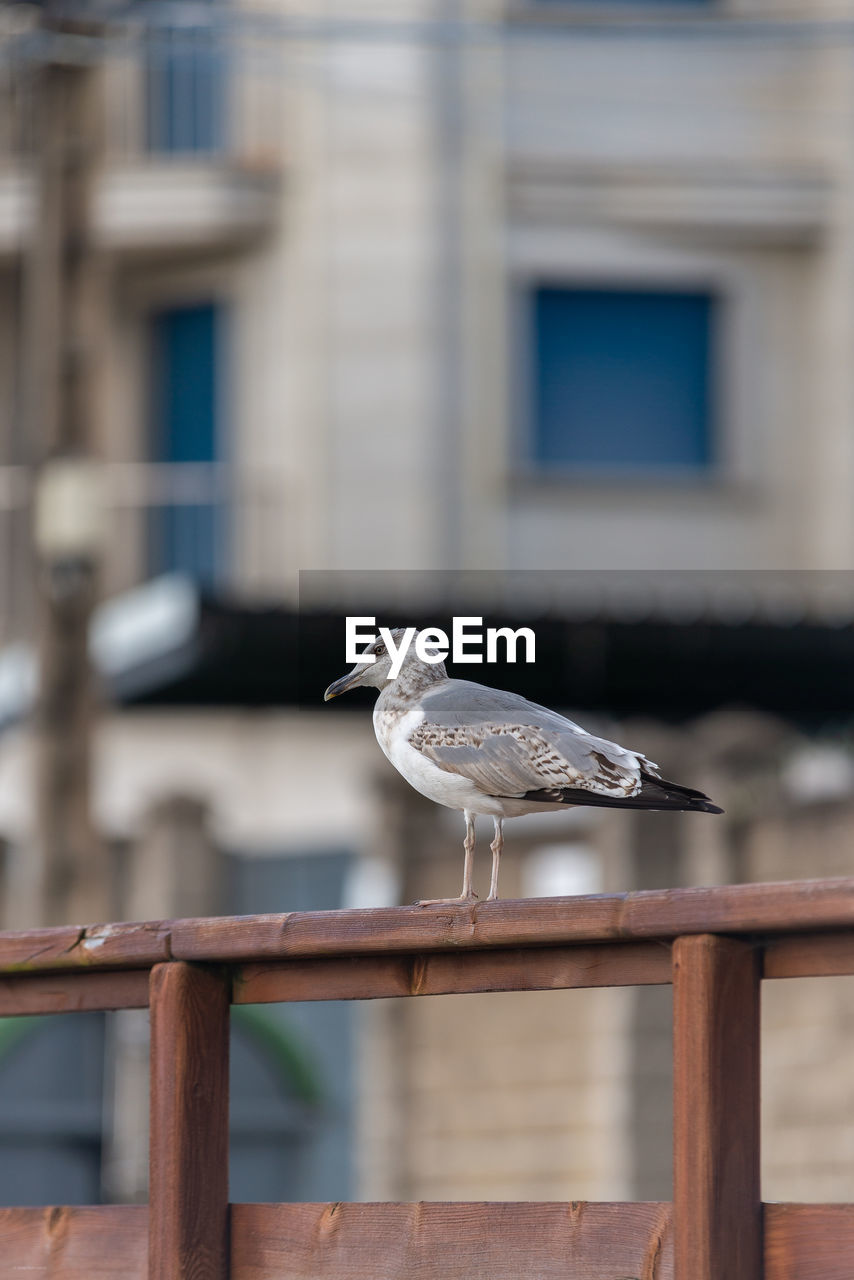 Seagull perching on railing against building