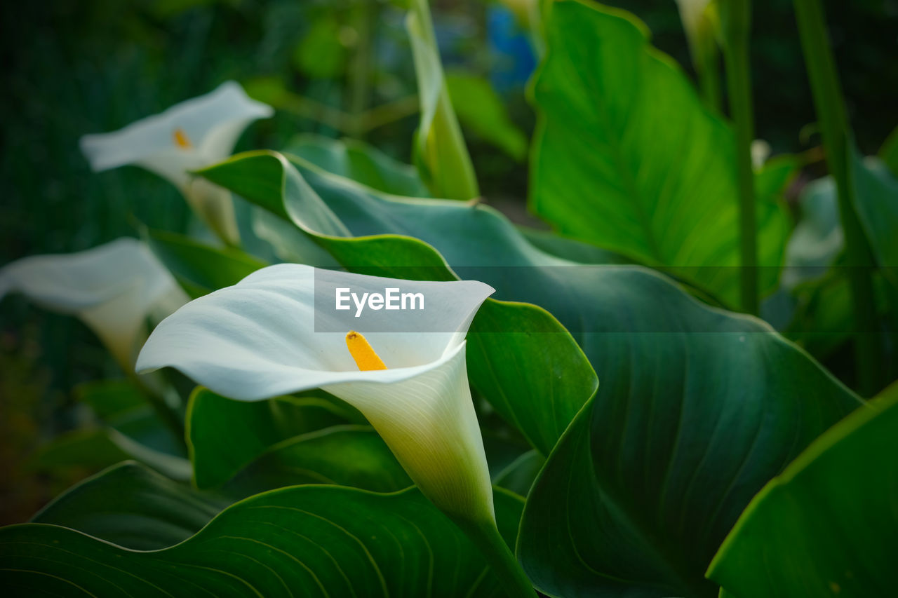 Calla lilies in a garden at sunset.