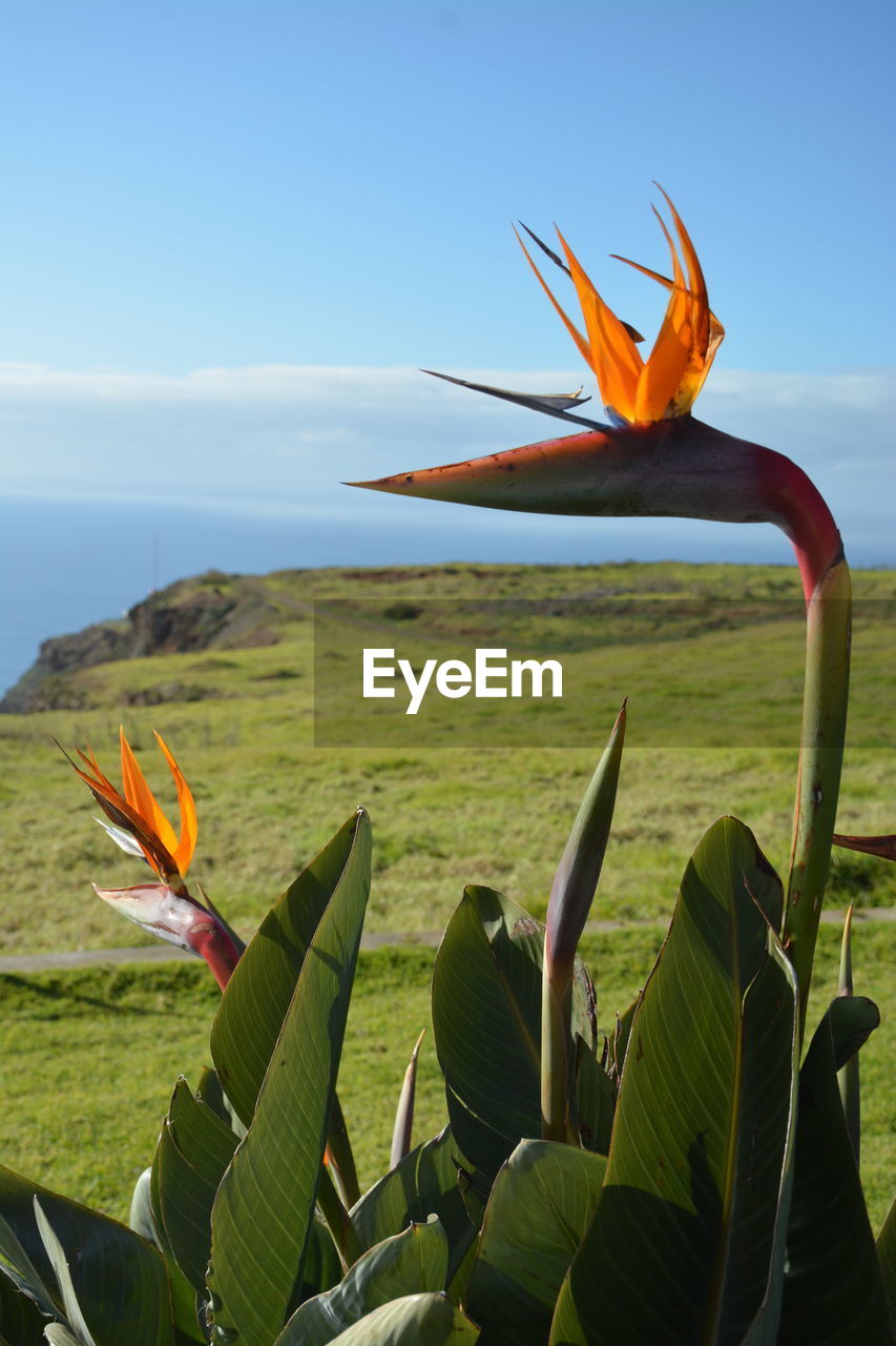 Plant growing on field by sea against sky