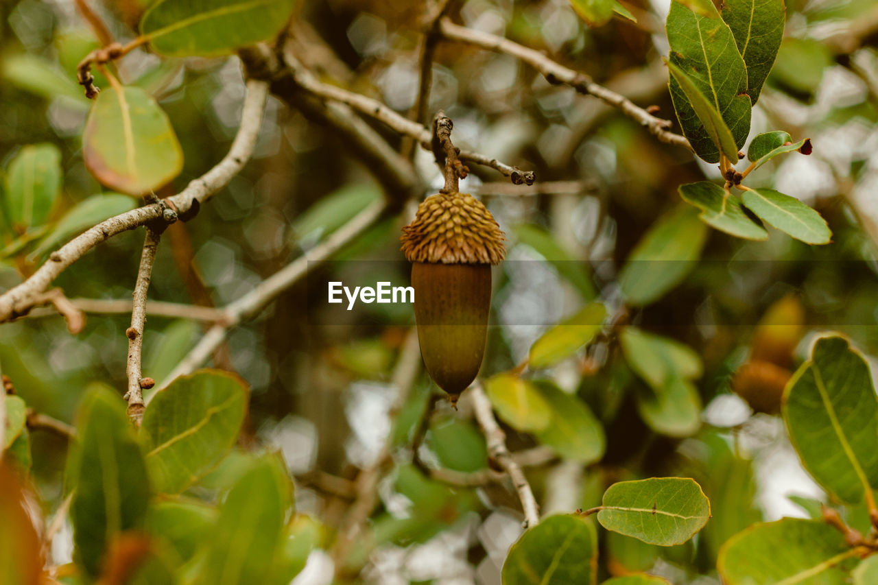 Green freshness branch of oak tree