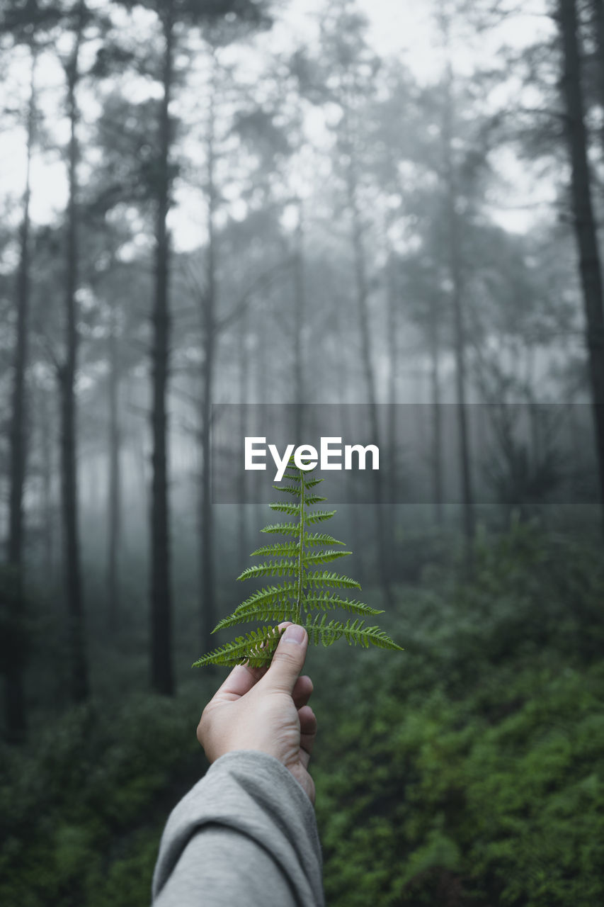 Cropped hand holding plant in forest