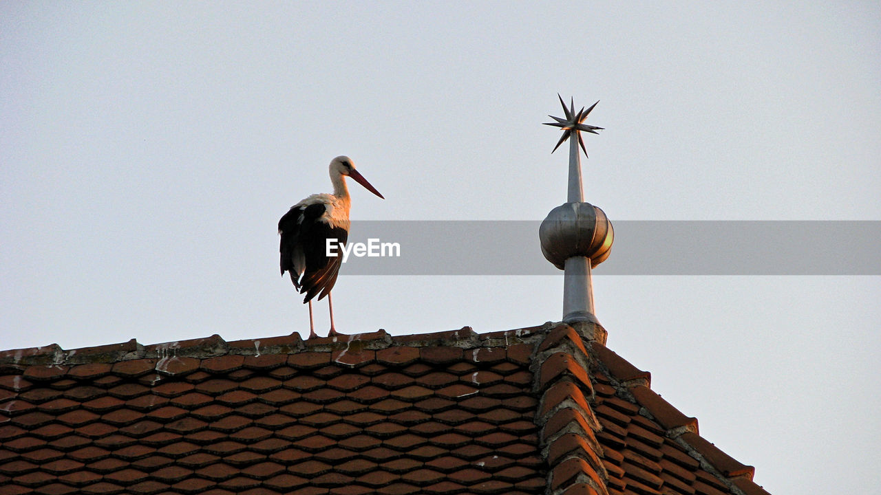 Low angle view of bird perching on roof against clear sky