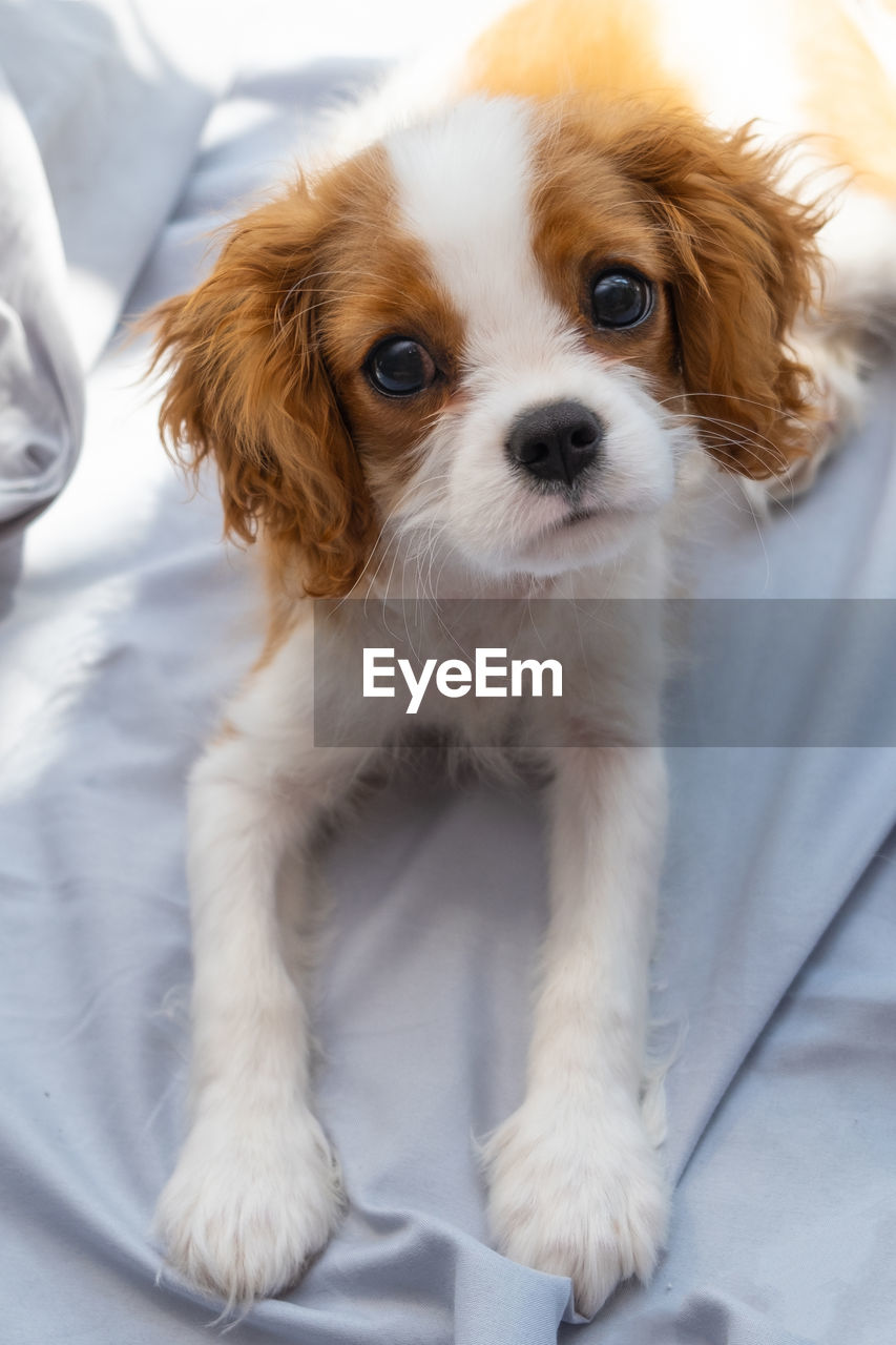 Dog  lies in bed. sleep with pets. cute puppy cavalier king charles spaniel. banner