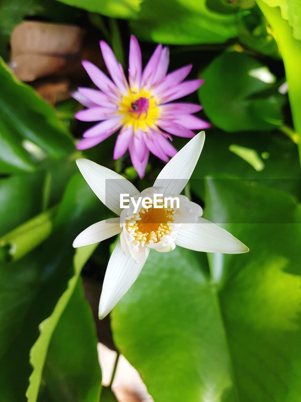 CLOSE-UP OF PURPLE LOTUS