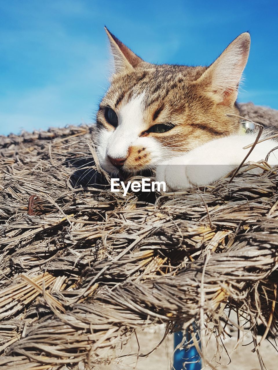 animal, animal themes, mammal, pet, one animal, cat, domestic animals, domestic cat, feline, no people, relaxation, nature, blue, whiskers, sky, animal body part, carnivore, small to medium-sized cats, day, felidae
