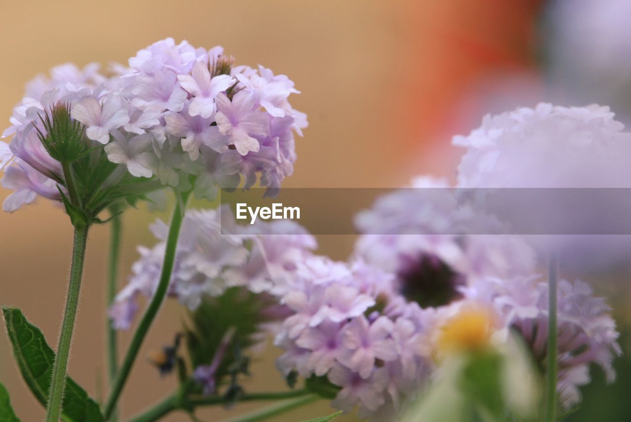 CLOSE-UP OF FLOWERING PLANT