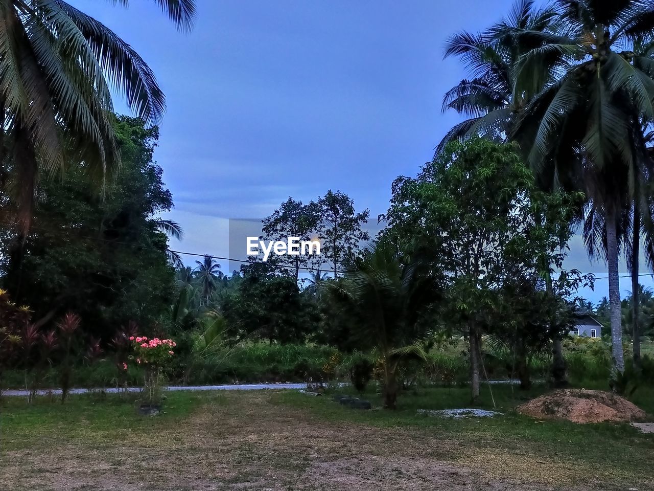 SCENIC VIEW OF TREES AGAINST SKY