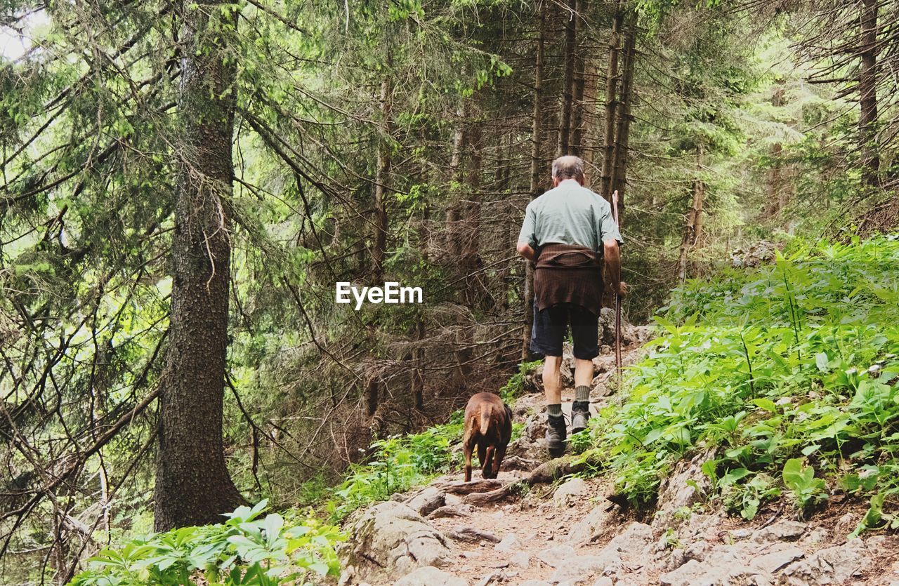 REAR VIEW OF MAN WALKING WITH DOG ON TREES IN FOREST