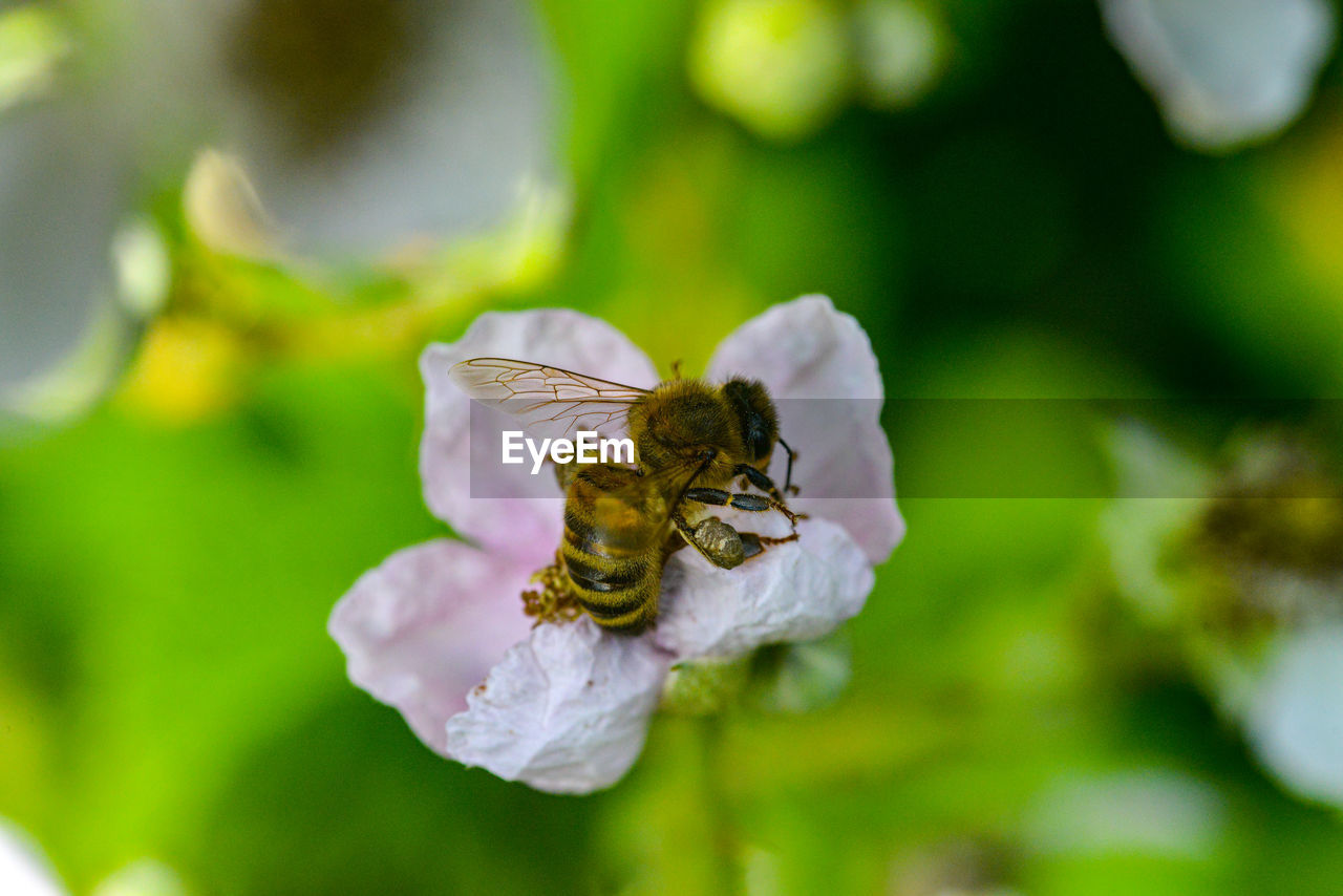 Close-up of bee pollinating on flower