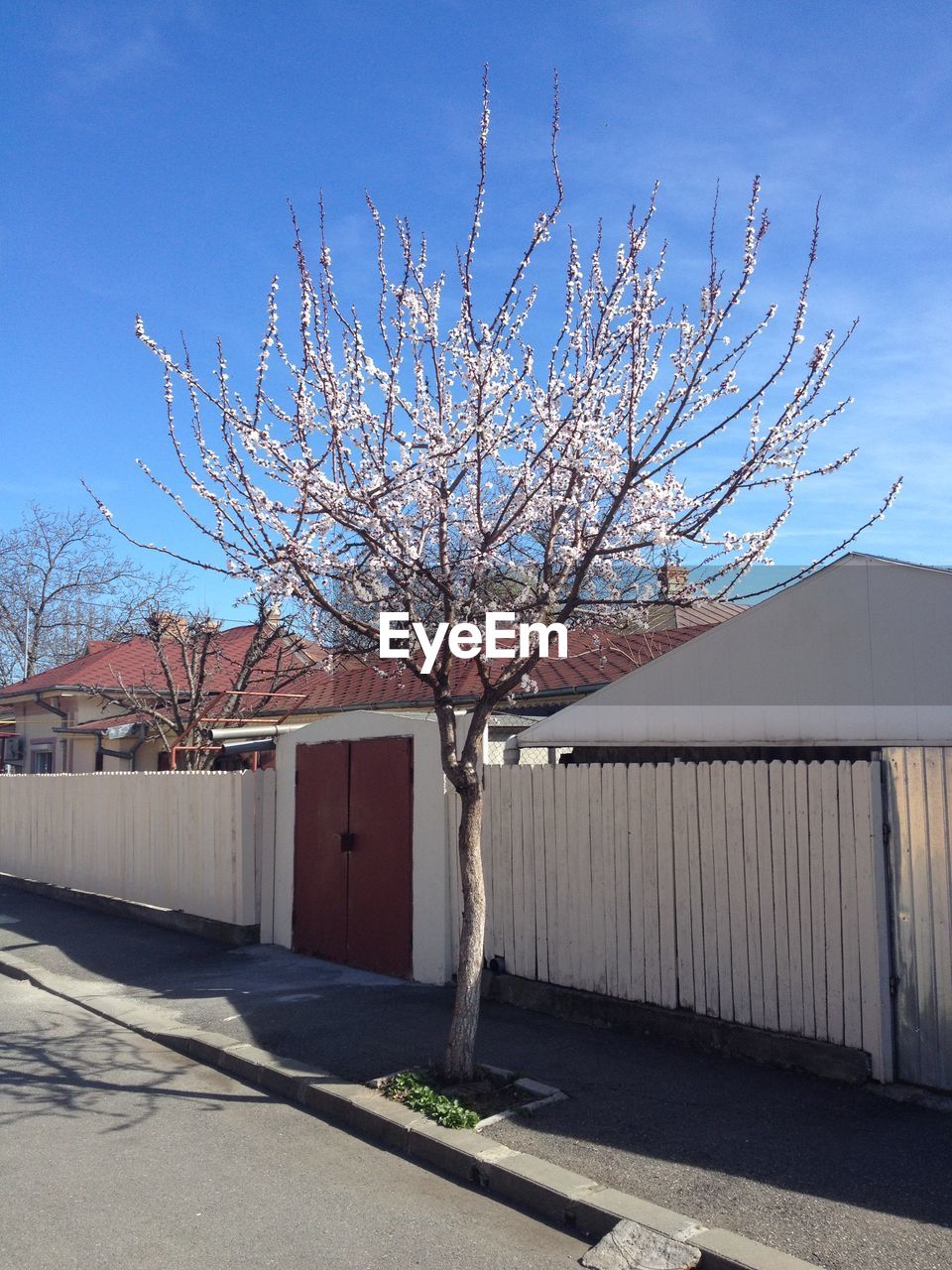 BARE TREE BY ROAD AGAINST BUILDINGS IN CITY