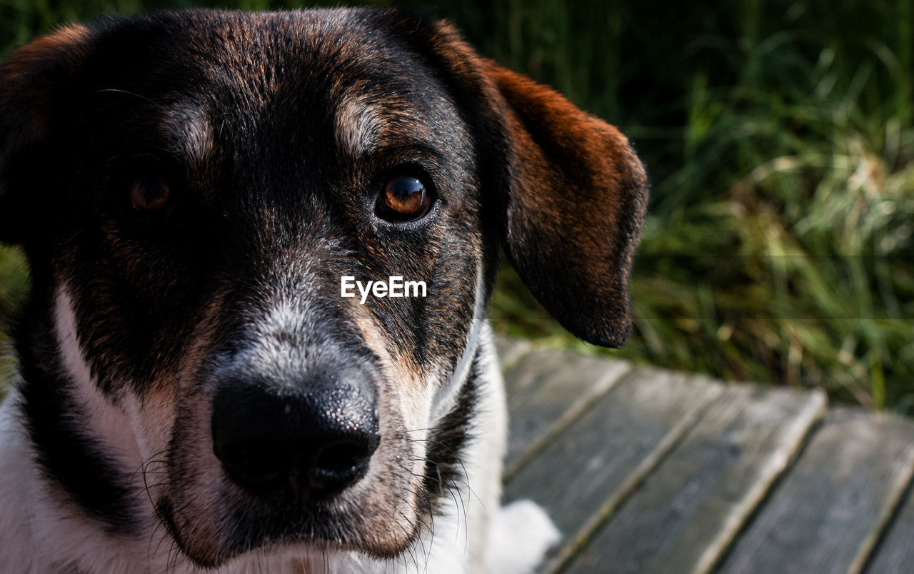 Close-up portrait of dog