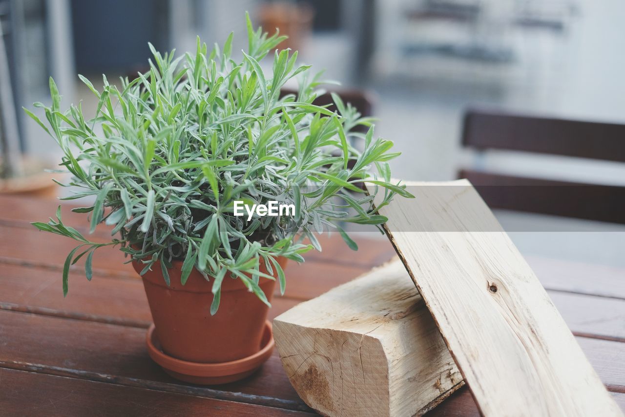 Close-up of potted plant by logs on table