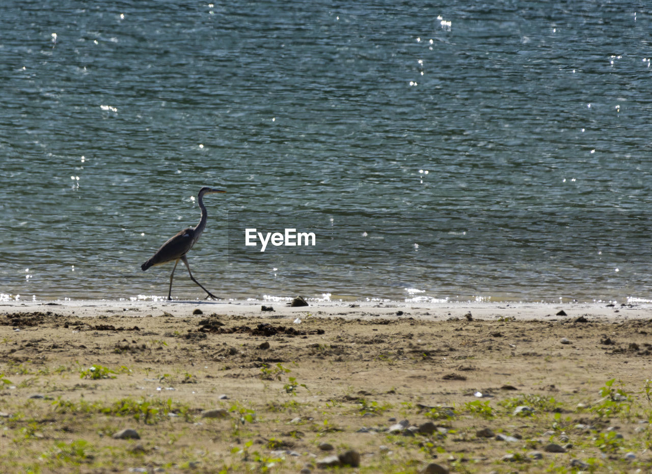 VIEW OF BIRD PERCHING ON BEACH