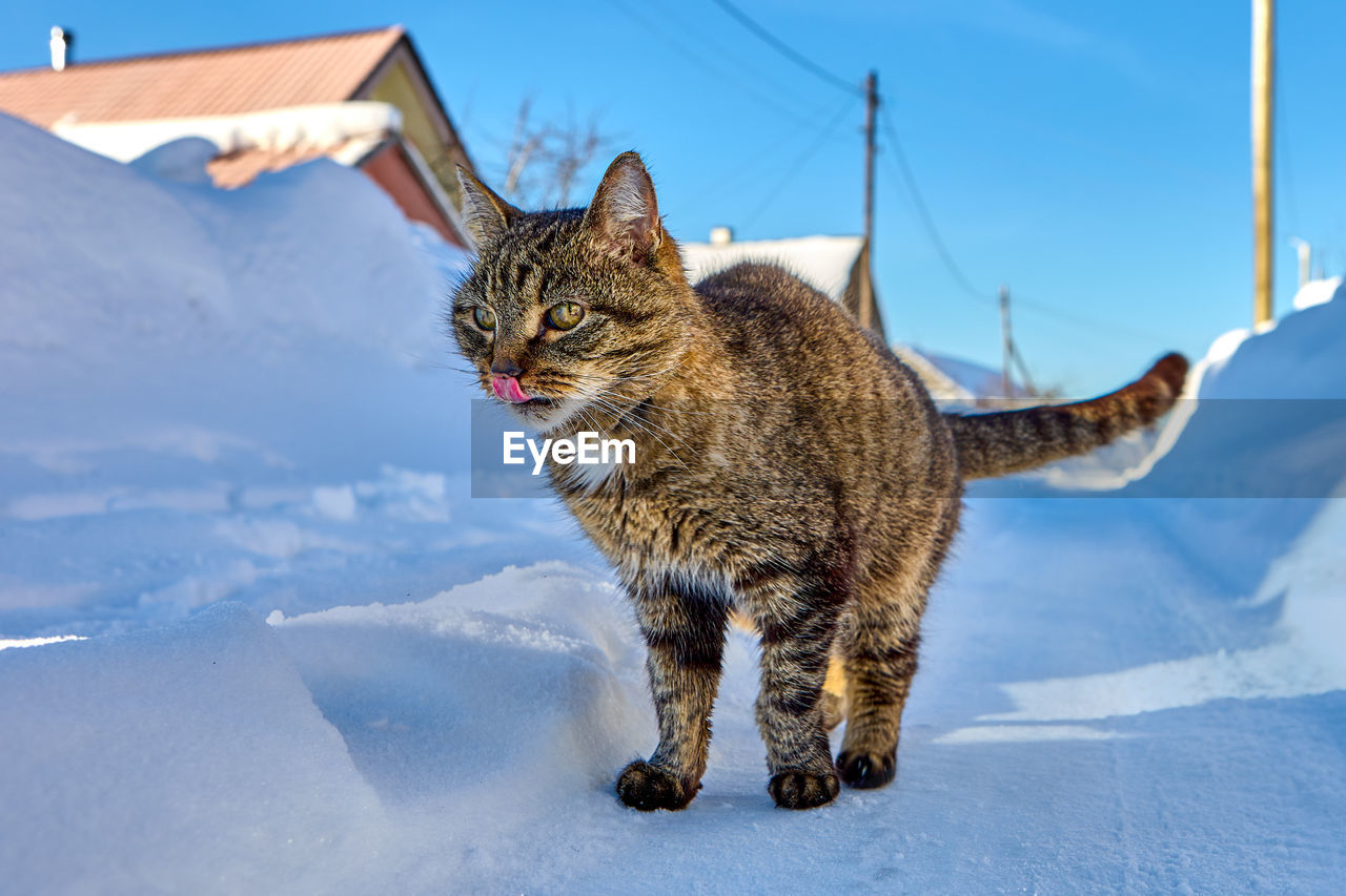 close-up of cat on snow