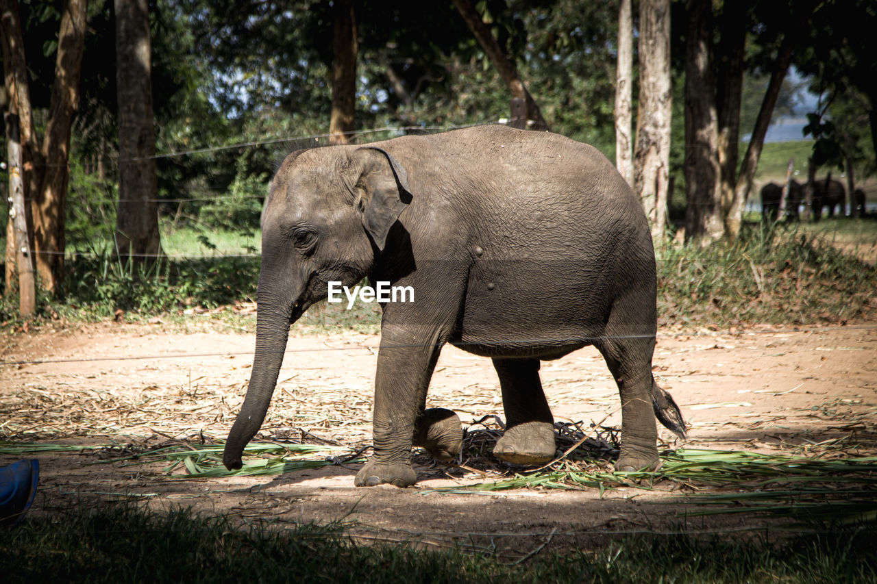 Elephant in forest