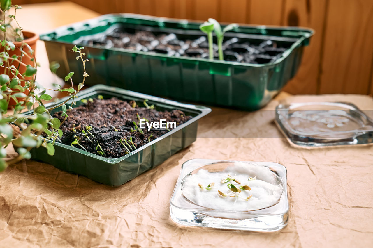 Germination of seeds. home leisure growing seedlings in mini greenhouse. gardening in apartment.