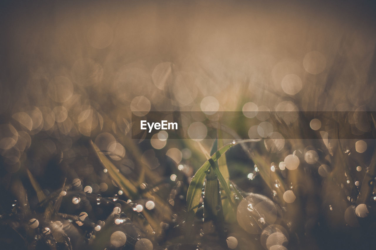 Close-up of raindrops on plants