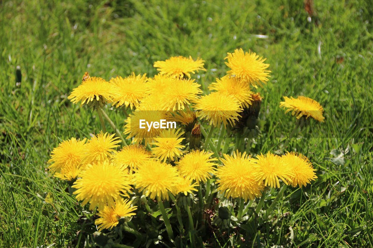 CLOSE-UP OF YELLOW FLOWERING PLANT ON LAND