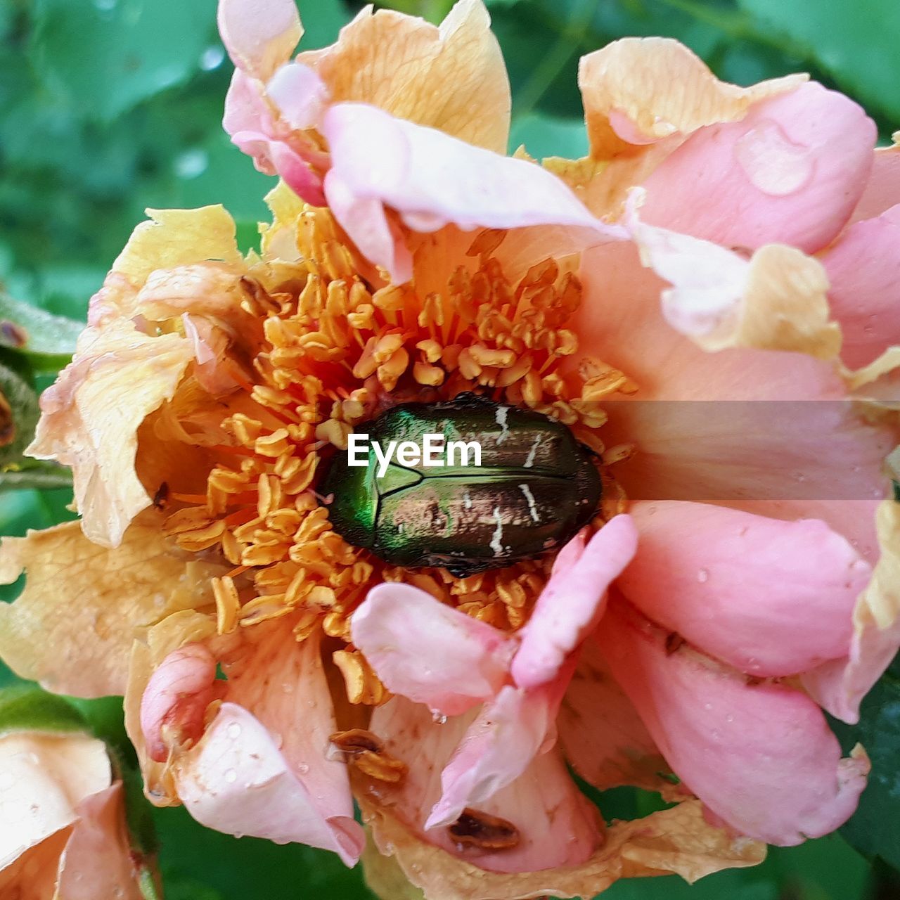 Close-up of pink roses