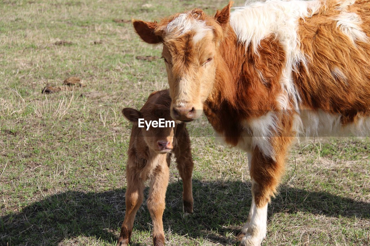 Baby cow standing next to the mom