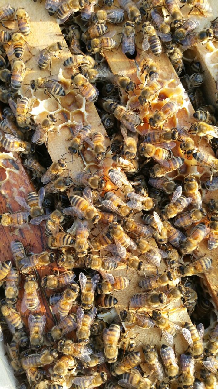 CLOSE-UP OF HONEY BEE ON ROCK