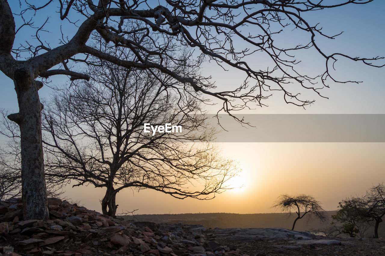 Bare trees against sky