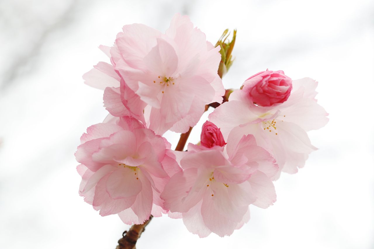 PINK CHERRY BLOSSOMS IN SPRING