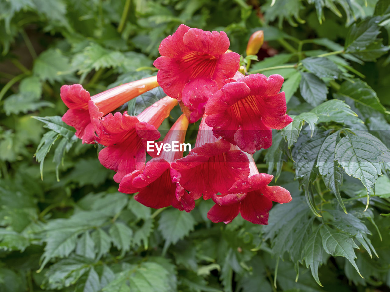 plant, flower, flowering plant, plant part, beauty in nature, leaf, freshness, nature, close-up, growth, petal, inflorescence, pink, flower head, red, fragility, green, no people, hibiscus, outdoors, botany, day, springtime, blossom