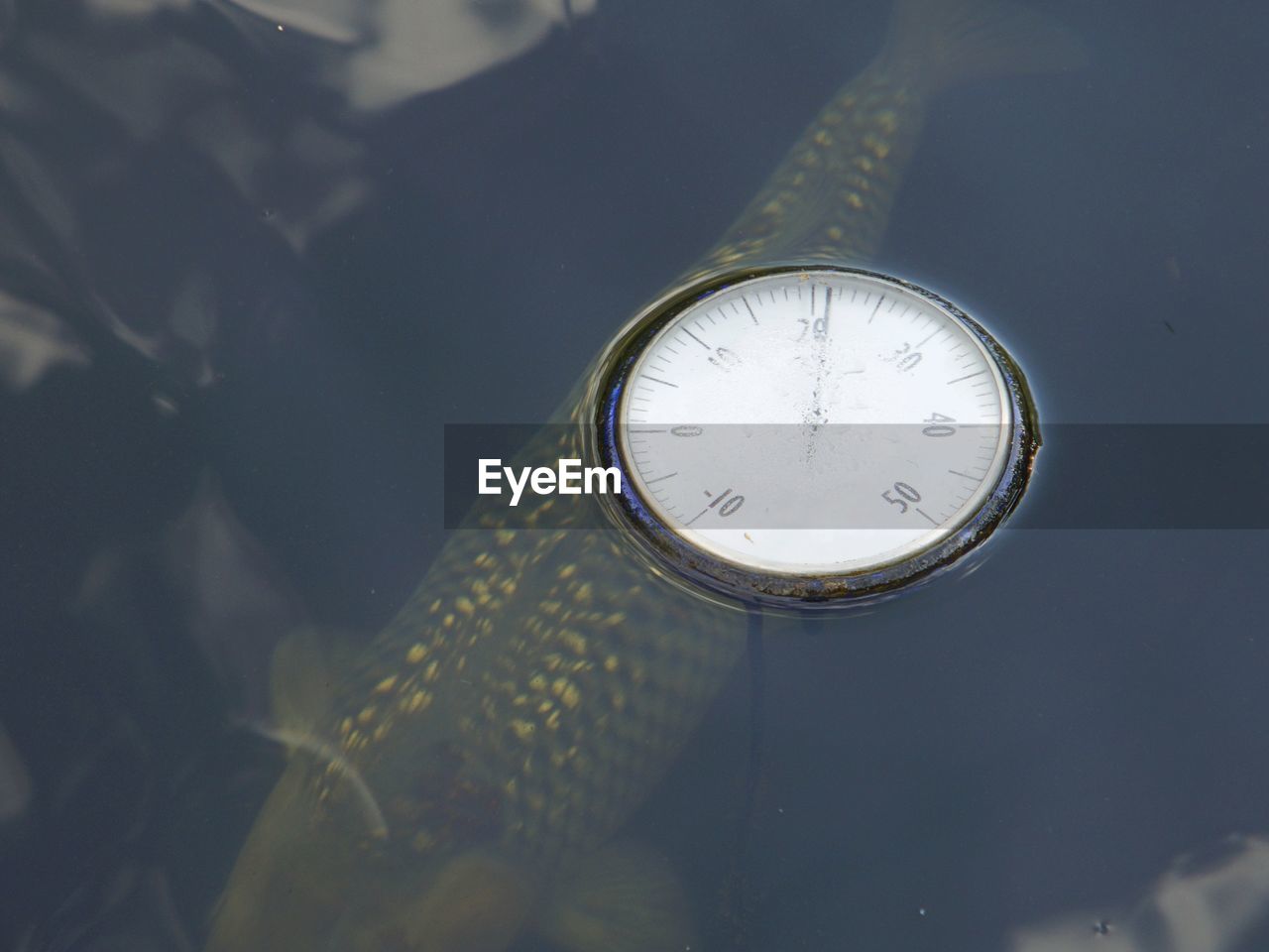 High angle view of abandoned clock floating over fish swimming in lake