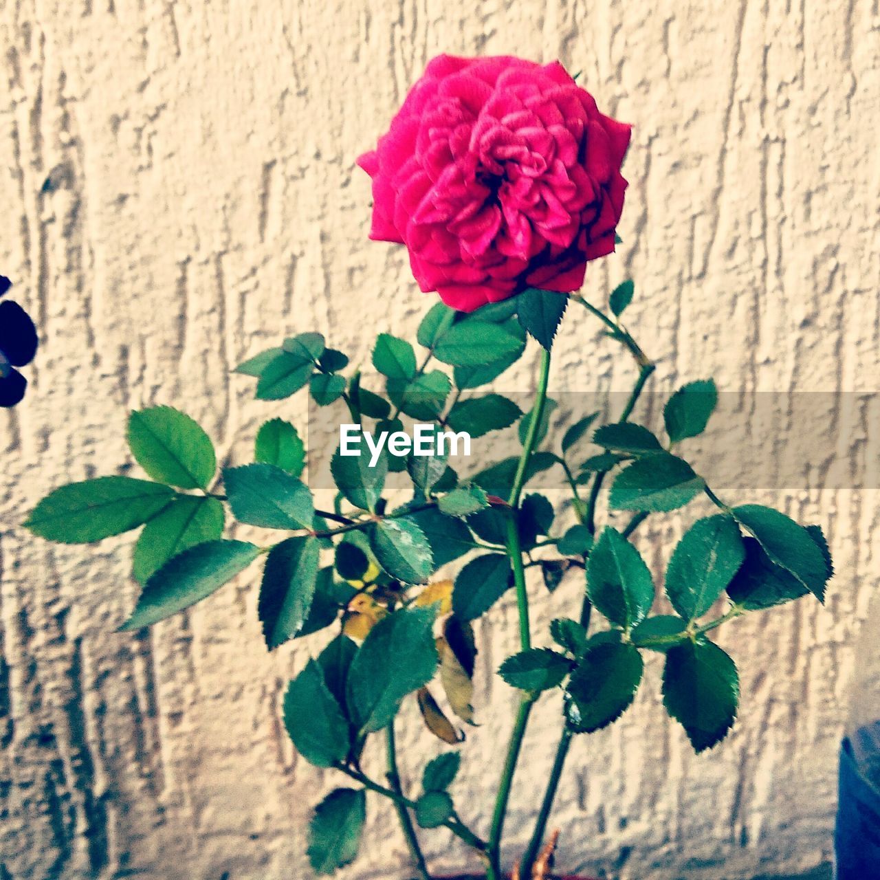 CLOSE-UP OF ROSE PLANT