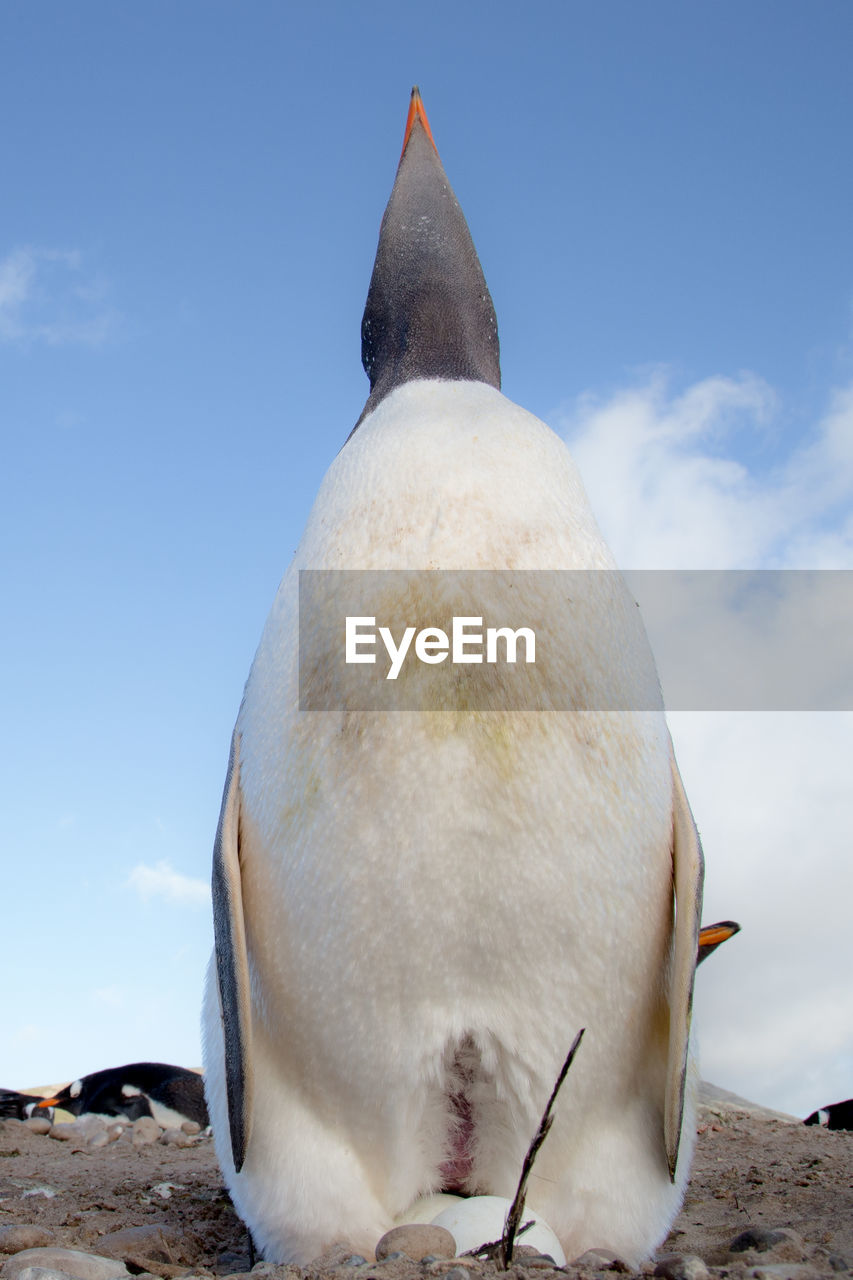 LOW ANGLE VIEW OF A BIRD AGAINST SKY