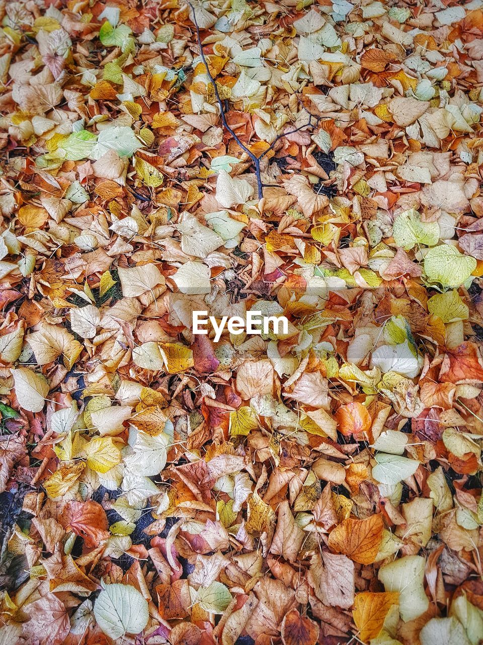 CLOSE-UP OF FALLEN MAPLE LEAVES