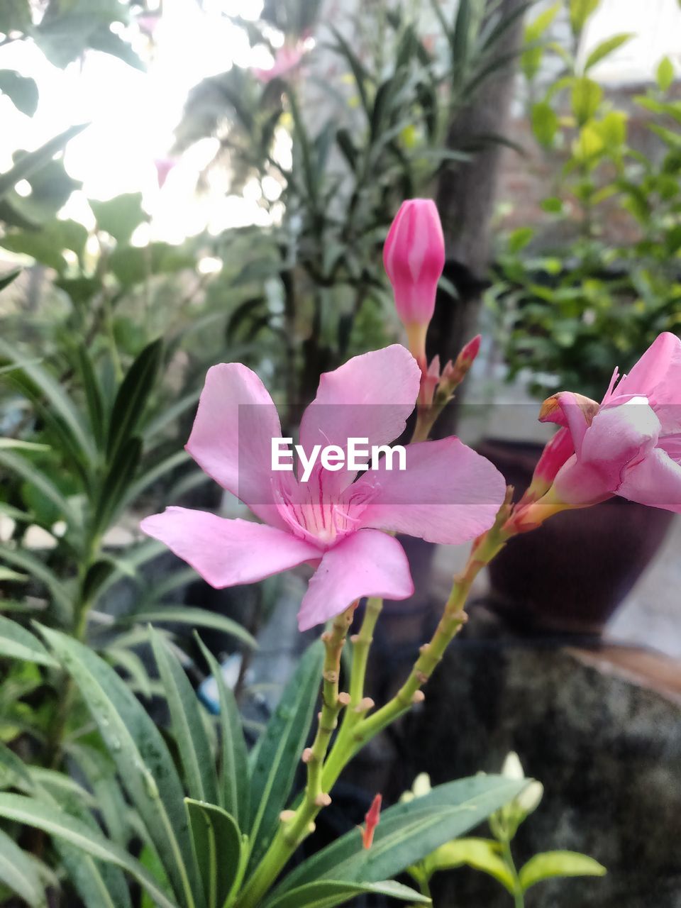 CLOSE-UP OF PINK FLOWERS ON BRANCH