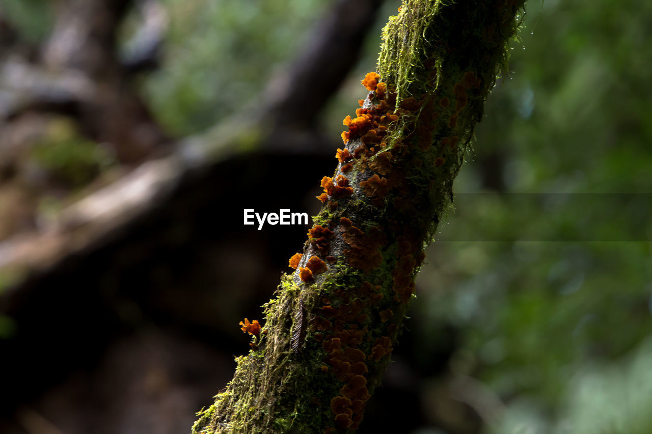 CLOSE-UP OF LEAF ON BRANCH
