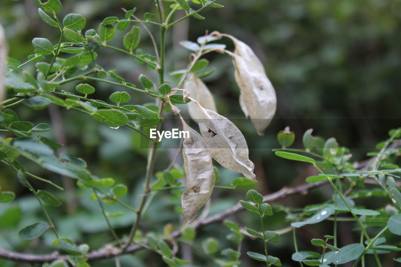 CLOSE-UP OF INSECT ON PLANTS