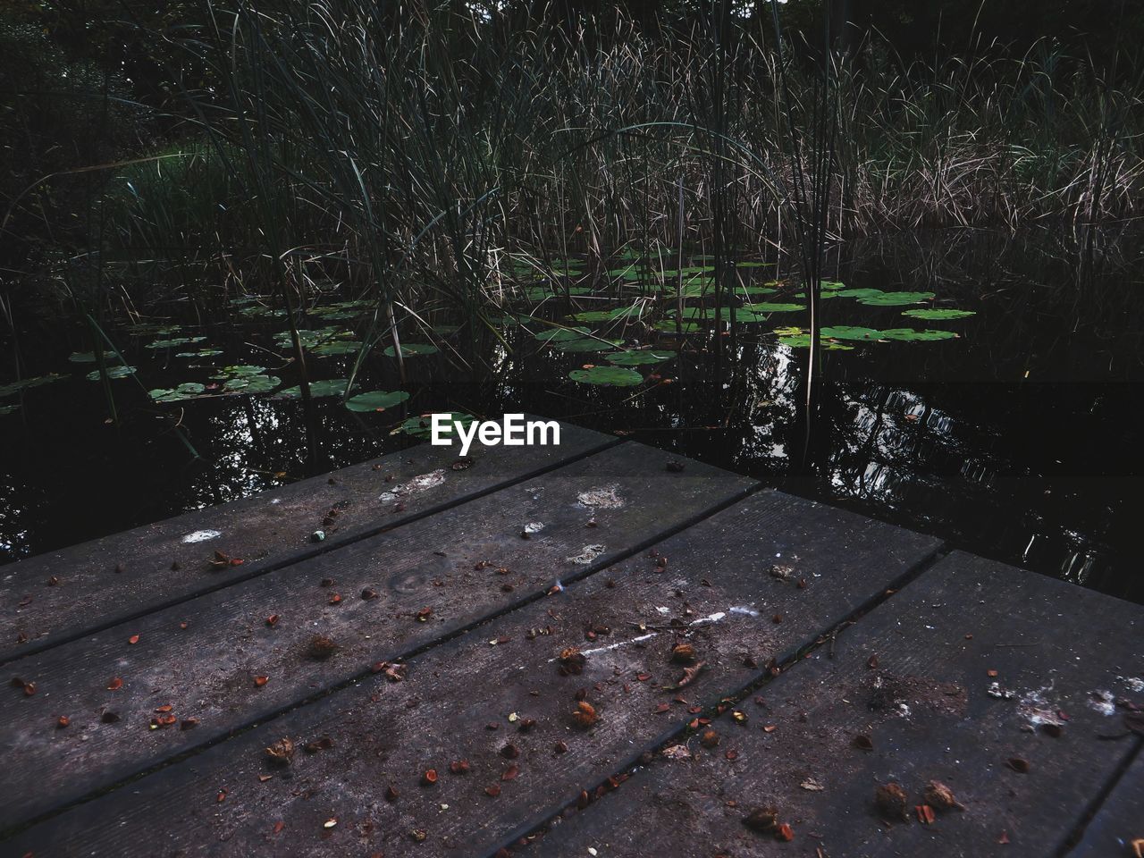 Wooden deck on pond