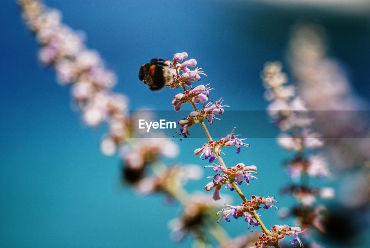 Close-up of bee on flowers against sky