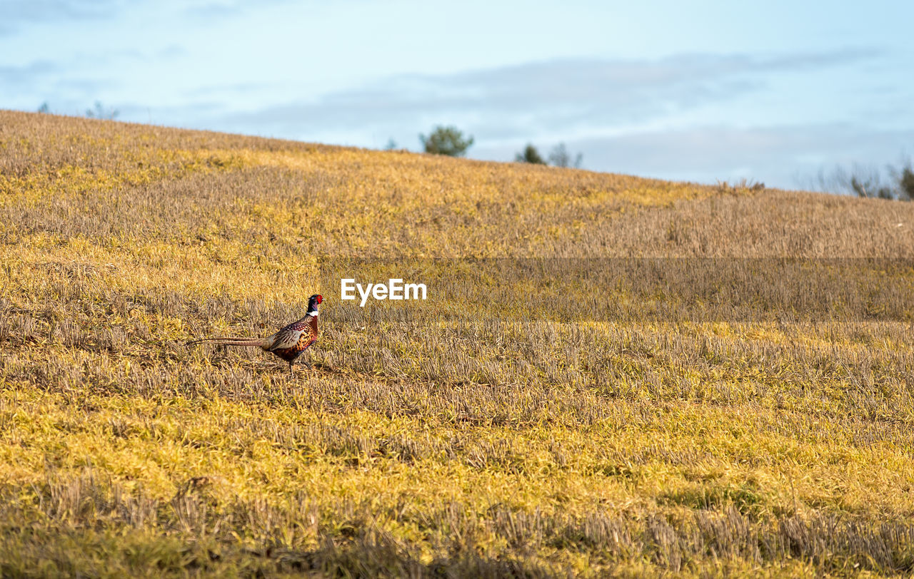 BIRD PERCHING ON FIELD